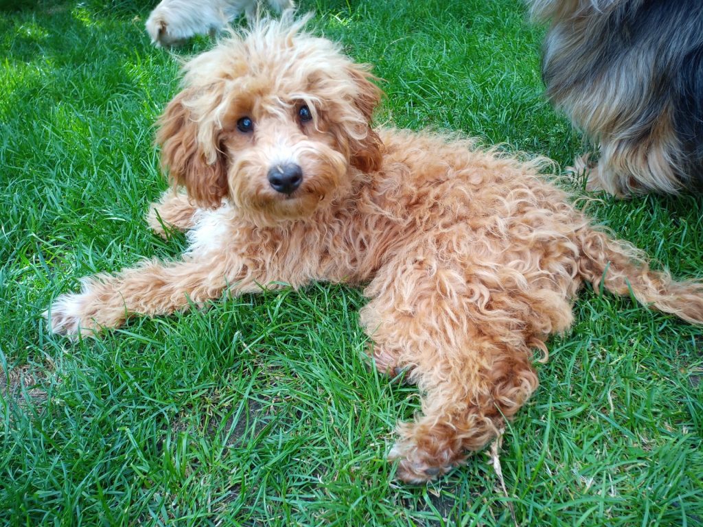 Zwergpudel rot, mein erster Rüde, Vermittlungsstelle für kleine Hunde Käufer Verkäufer Zusammenführung, auch er musste umziehen