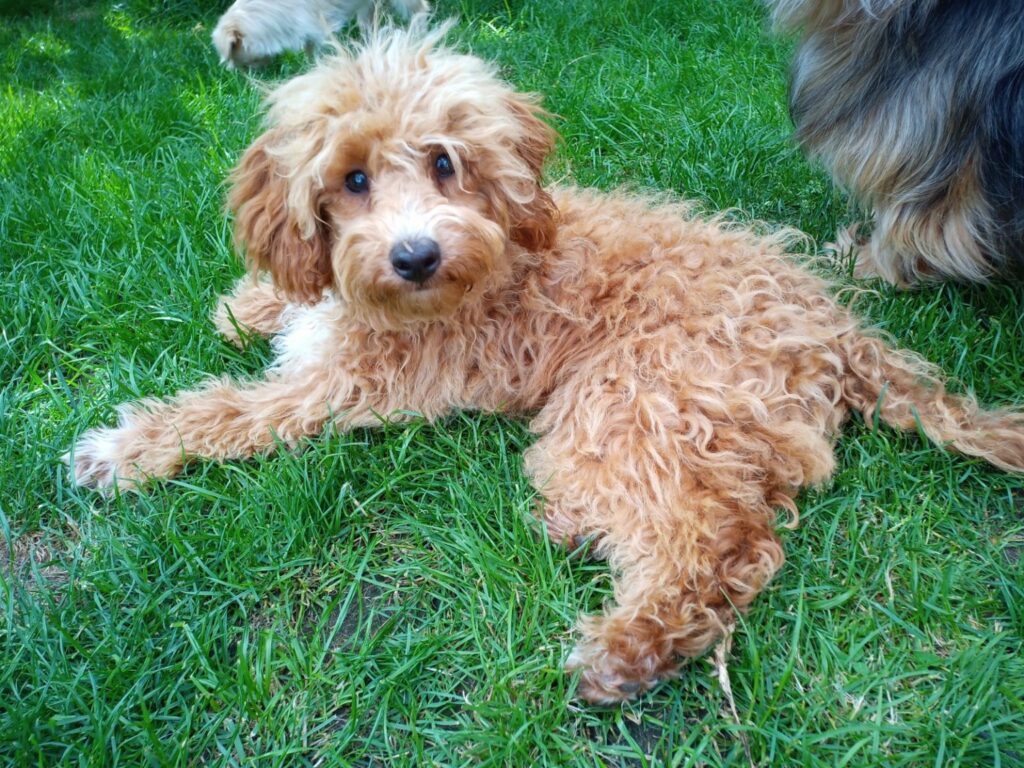 Vermittlungsstelle für kleine Hunde, Käufer Verkäufer Zusammenführung