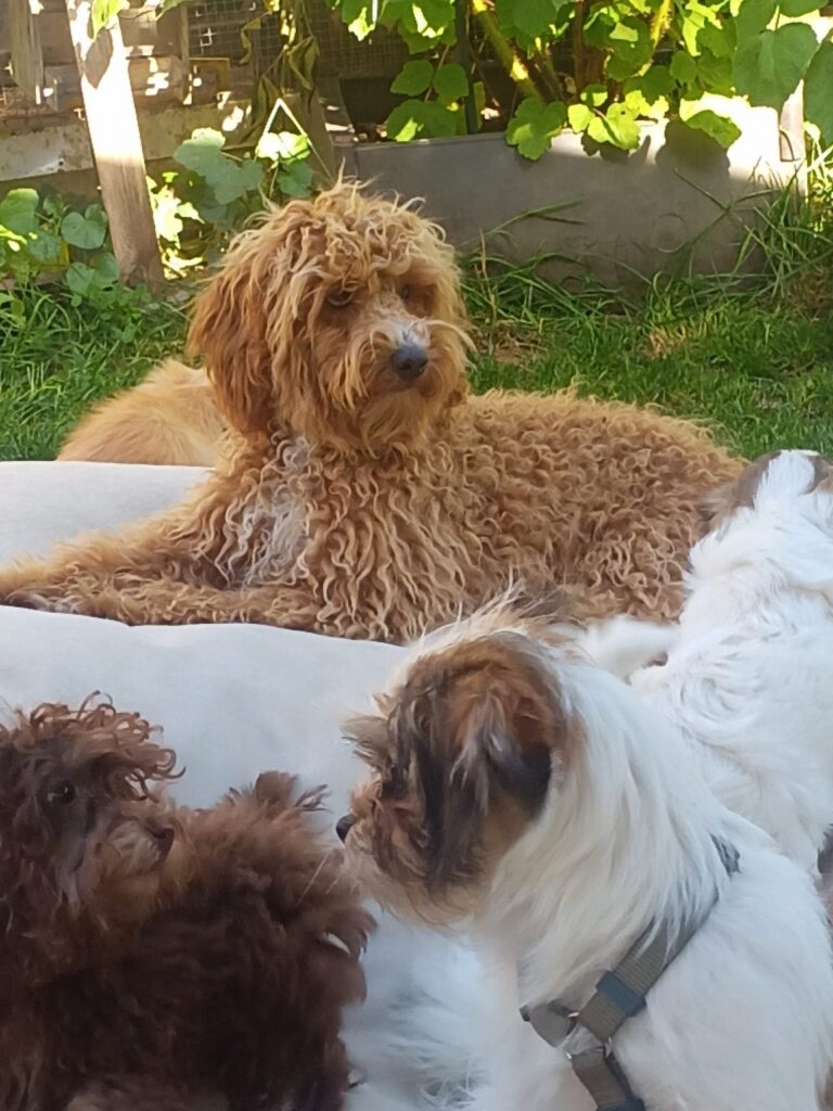 Mein erster Pudel, ein Zwerg, als Toy verkauft, viel zu groß zur Zucht und wieder umgezogen