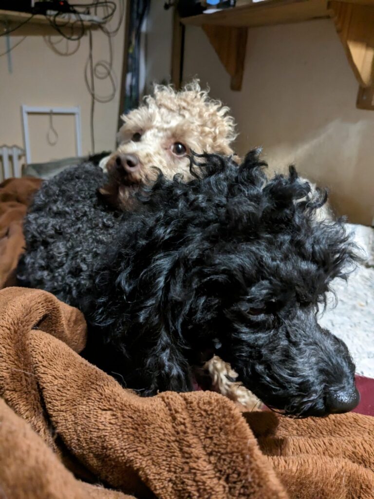 Soziale Hunde, feste Gruppenregeln, die Welpen lernen im Vorbeigehen eine Menge