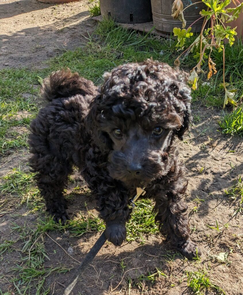 Leine laufen, spielerisch, entspannt