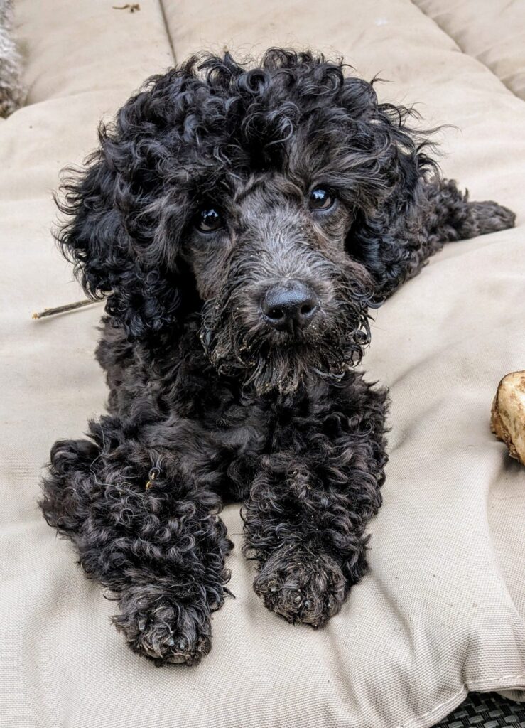 Käufer bekommen kostenfrei lebenslang Support, ABER wenn es künftig über eine normale, kurze Beratung hinausläuft, müsst und könnt ihr künftig gerne auch eine persönliche Beratung (je 15 Minuten, je Minute 1 EU) buchen. Schaut einmal in die Preisliste und meine Angebote!
