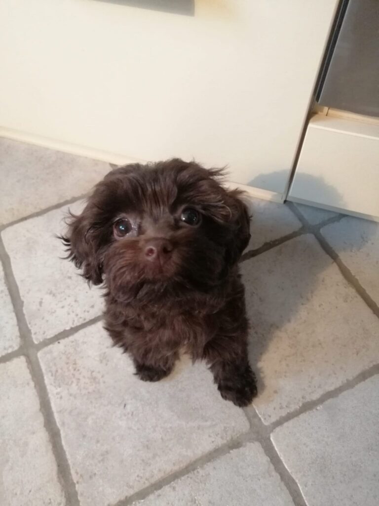 Toypudel Mix, danke für das tolle Bild