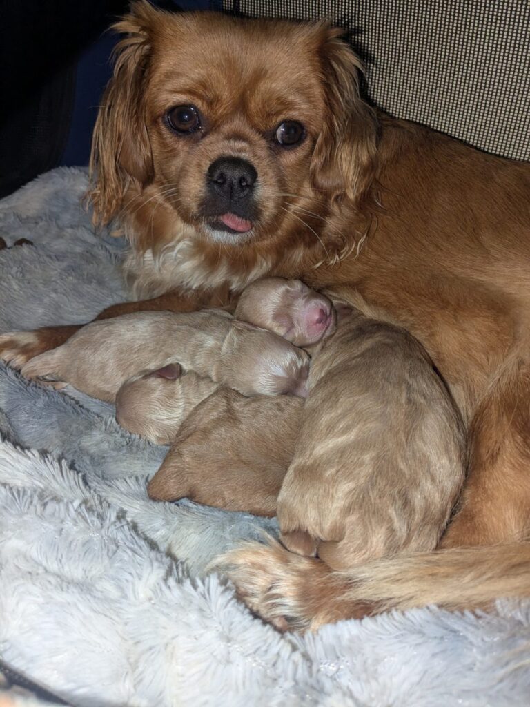 Rassemix, ein Überraschungspaket ohne böse Überraschung, besonders mit Stammbaum und bester Aufzucht