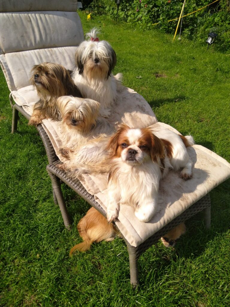 Shihtzu, Yorkshire, Pekinese, Mixe, alle Hunde sind cool, ein Rassemix nicht immer die bessere Wahl