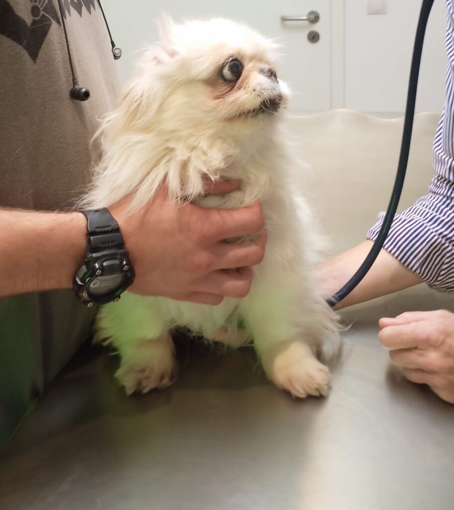 Daisy, die Oma von Schäfchen, mit ihrem Herrchen beim Tierarzt Check. Gesundheit im Alter ist wichtig