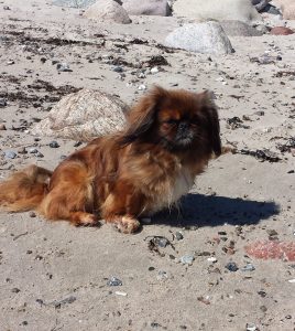 Amelie, Schuld an der großen Hundefamilie, ein Traum von Hund